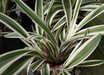Dianella