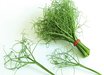 Gonzo Shelling Pea