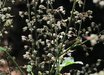 Tiarella