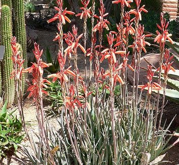 Photo of Aloe 'Blue Elf' flower, foliage by Stan Shebs