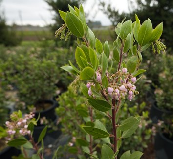 Photo of Arctostaphylos 'Austin Griffiths' flower, foliage by Paul Furman, Bay Natives