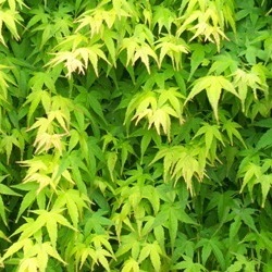 Photo of Acer palmatum 'Almost Eden' foliage by Almost Eden