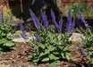 Salvia