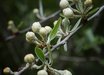 Pyrus