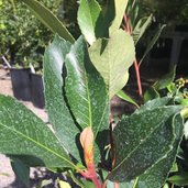 Rhaphiolepis indica 'Ruby Compacta' | plant lust