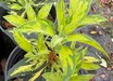 Rhododendron 'Super Flimmer'