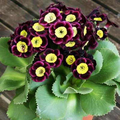 Photo of Primula auricula 'Ludwig' flowers, plant by Phoenix Perennials and Specialty Plants Ltd.
