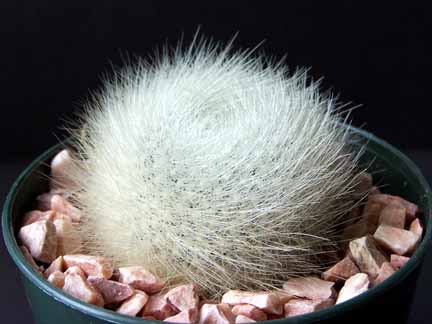 Photo of Rebutia fiebrigii foliage by Kara Nursery