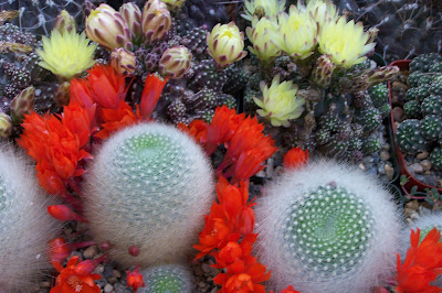 Photo of Rebutia fiebrigii flower, foliage by Kara Nursery