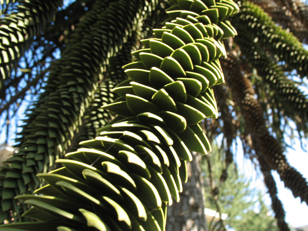 Photo of Araucaria araucana foliage, form by tree-species