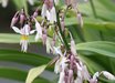 Arthropodium