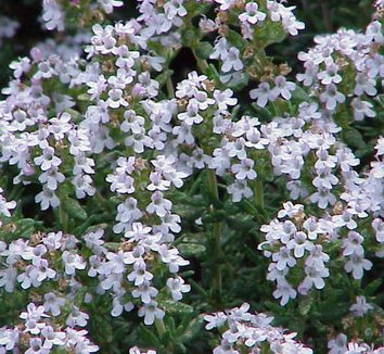 Photo of Thymus vulgaris flower by Kurt Stueber