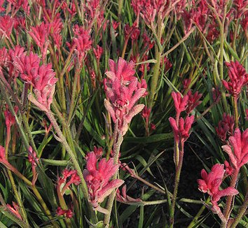 Photo of Anigozanthos 'Bush Pearl' flower, foliage, form by John O'Neill