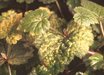 Tolmiea