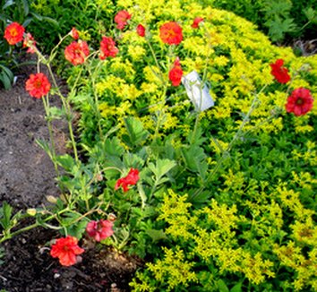 Photo of Geum 'Blazing Sunset' by Arrowhead Alpines