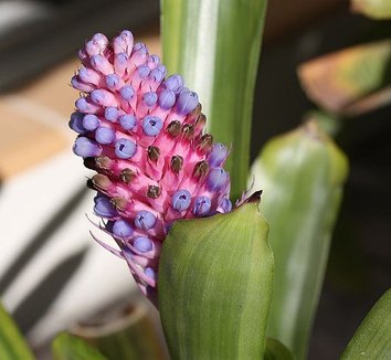 Photo of Aechmea cylindrata flower, foliage, form by Bocabroms