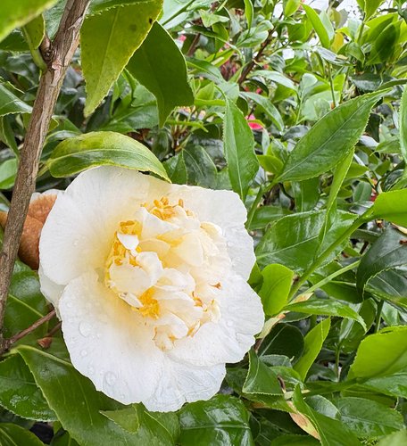 Photo of Camellia x williamsii 'Jury's Yellow' foliage by plant lust
