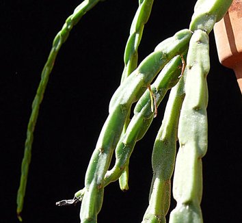 Photo of Rhipsalis pacheco-leonis subsp. catenulata by Cactus Jungle