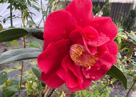 Photo of Camellia japonica 'Korean Fire' flower by plant lust