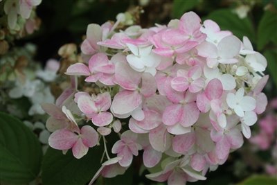 美品OHGA FLOWER PUFF ホワイト　クリーニング済 Hydrangea paniculata 'Fraise Melba' PP28509 | Hydrangea First