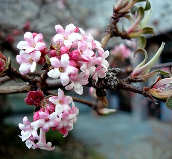 Photo of Viburnum x bodnantense 'Charles Lamont' flower by EAWB