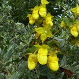 Calceolaria calycina | Slipper Flower | Yellow-Bract Calceolaria ...