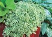 Cymbalaria