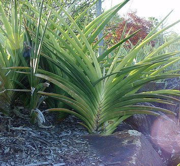 Photo of Sansevieria ehrenbergii form by Peter Richardson