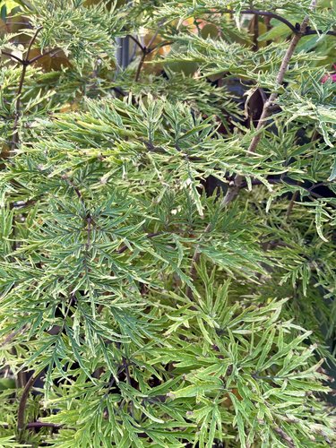 Photo of Sambucus racemosa Lemony Lace™ PP26613 by 	plant lust