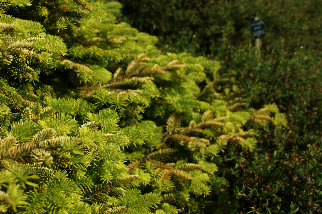 Photo of Abies nordmanniana 'Golden Spreader' by Karl Gercens III