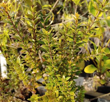 Photo of Myrtus communis [upright red] foliage by Evan Bean