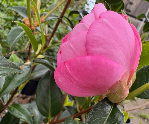 Photo of Camellia x williamsii 'Taylor's Perfection' flower by plant lust