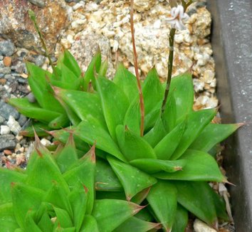 Photo of Haworthia cymbiformis var. setulifera foliage, form by Stan Shebs