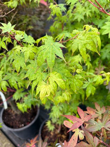 Photo of Acer palmatum 'Sir Damon' foliage by plant lust