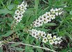 Heliotropium