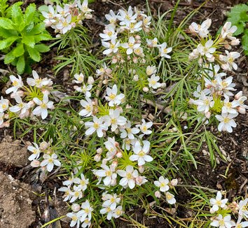 Photo of Choisya 'Bluestone' flower, foliage, form by Patricia Cunningham