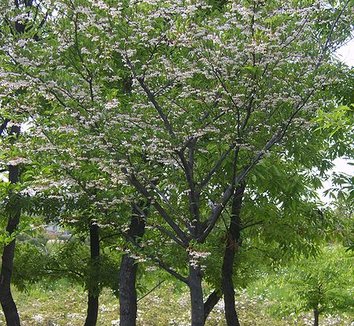 Photo of Styrax japonicus flower, form by Dalgial