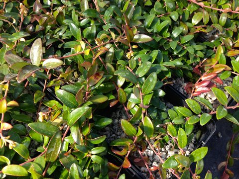 Vaccinium crassifolium 'Well's Delight' | Well's Delight Creeping ...
