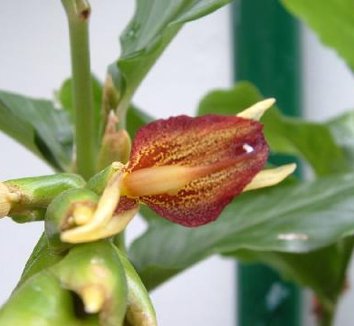 Photo of Zingiber clarkei flower by Tejas Tropicals