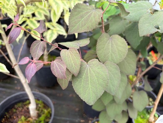Photo of Cercidiphyllum japonicum Red Fox foliage by plant lust