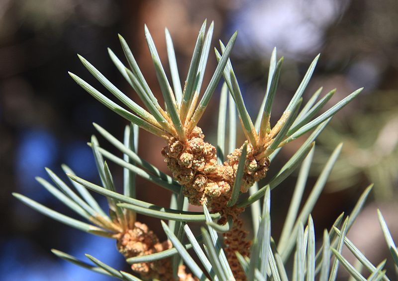 Photo of Pinus monophylla close-up by Dcrjsr