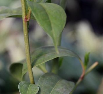 Photo of Sarcococca vagans [BSWJ 7285] foliage by Cistus Nursery