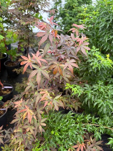 Photo of Acer palmatum 'Twombly's Red Sentinel' foliage by plant lust