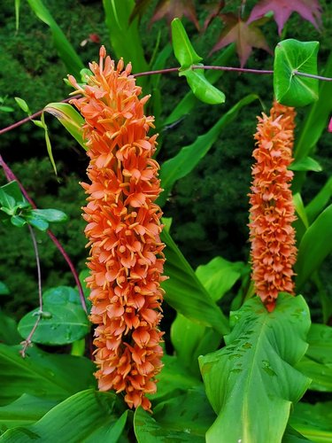Photo of Hedychium densiflorum 'Assam Orange' flower, foliage by Doug Harrington