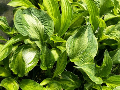 Hosta 'Allegan Fog' | Allegan Fog Hosta | K. Herrema/P. Ruh 00 | plant lust