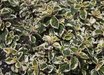 Syncolostemon