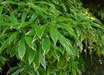 Pieris
