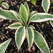 Hosta Razor's Edge Hosta 'The Razor's Edge' | Hosta | plant lust