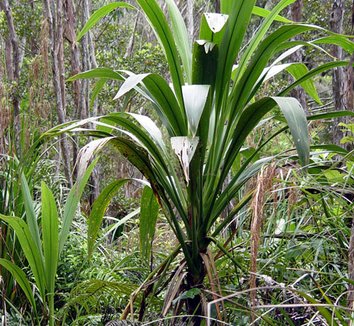 Photo of Cordyline banksii form by Peter Richardson