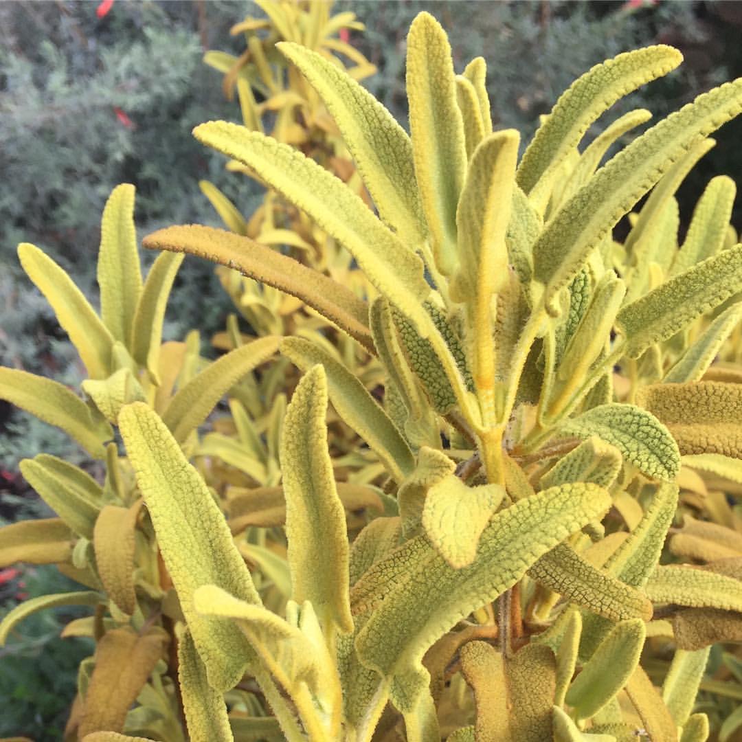 Photo of Phlomis 'Sunningdale Gold' foliage by Cistus Nursery